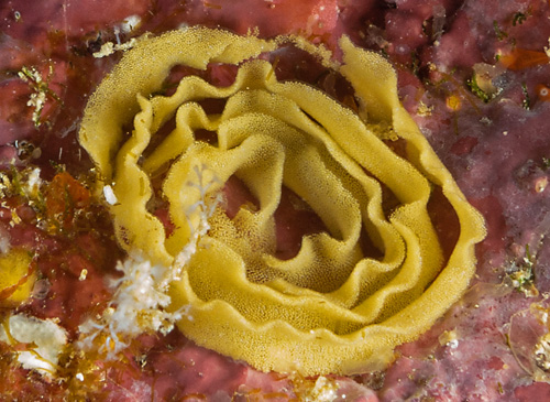 Miamira sinuata: probable egg mass