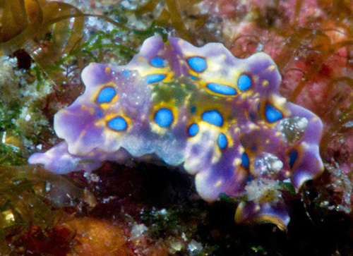 Miamira sinuata: violet, young (4 mm)