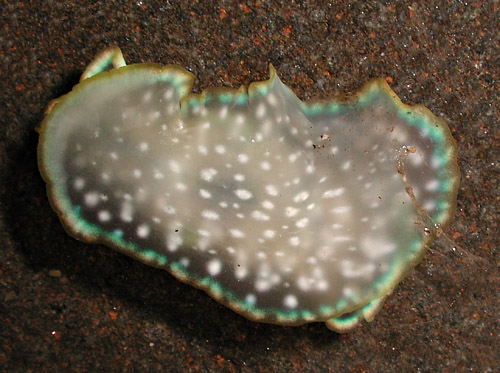 Micromelo scriptus: underside