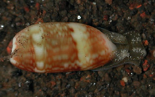 Mnestia cf. villica