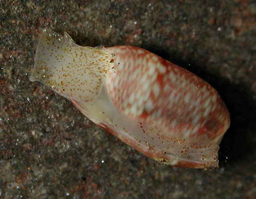 Mnestia cf. villica: underside