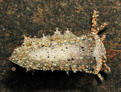 Mourgona sp. #1: underside, young, heavily spotted