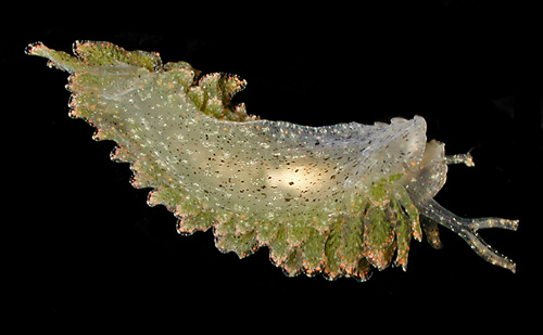 Mourgona sp. #1: underside, mature, lightly spotted