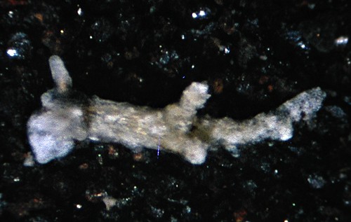 Murphydoris sp. #1: young, 1.7 mm