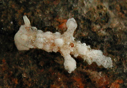 Murphydoris sp. #1: young, 1.5 mm