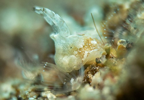 Murphydoris sp. #1: side, pale, head detail