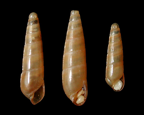 Nesiodostomia quarta: shell