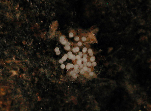 Niparaya cf. regiscorona: egg mass