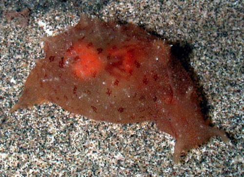 Notarchus indicus