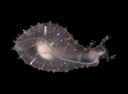 Notarchus indicus: underside