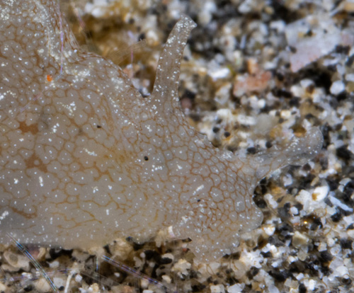 Notarchus indicus: reticulated, detail