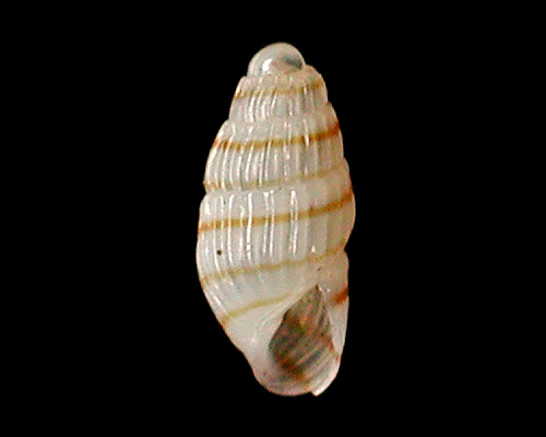 Odostomella chorea: shell