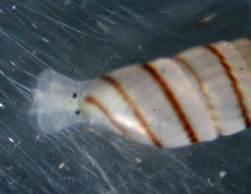 Odostomella chorea: head detail