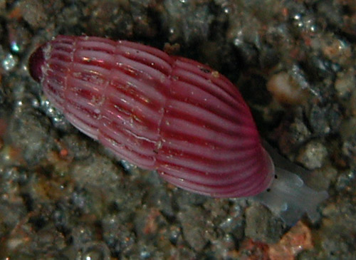 Odostomella rosa