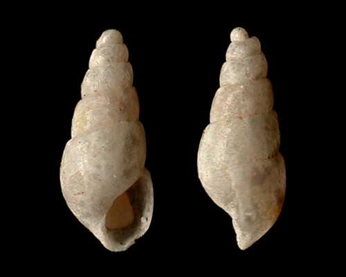 Odostomia cf. gulicki: slender form