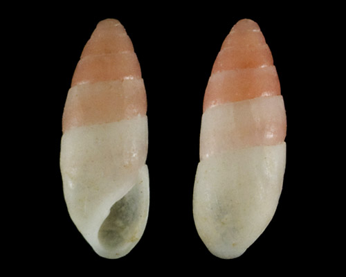 Odostomia rosacea: shell