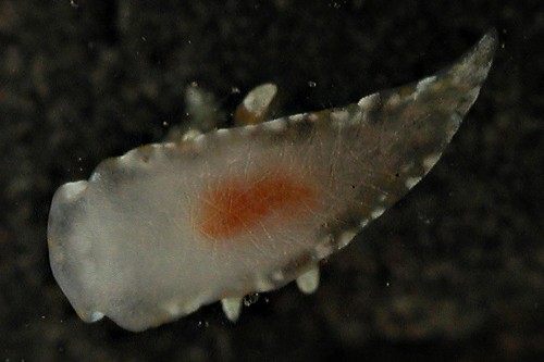 Okenia rhinorma: underside