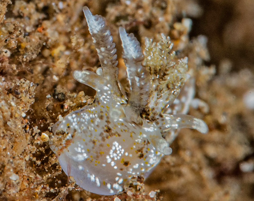 Okenia rhinorma: 2nd animal