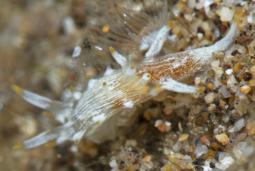 Okenia sp. #1: dark blotch