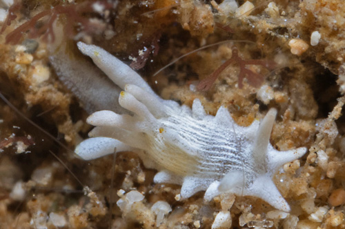 Okenia sp. #1: little orange