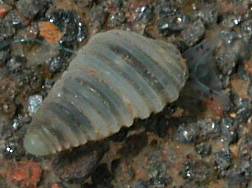 Oscilla indica