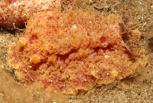 Otinodoris sp. #1