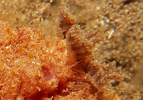 Otinodoris sp. #1: branchia, side