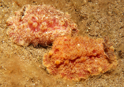 Otinodoris sp. #1: mating