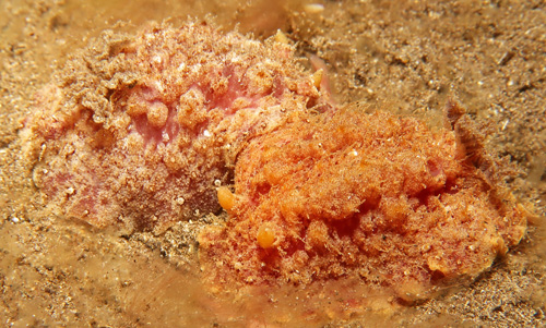 Otinodoris sp. #1: mating, 2nd view