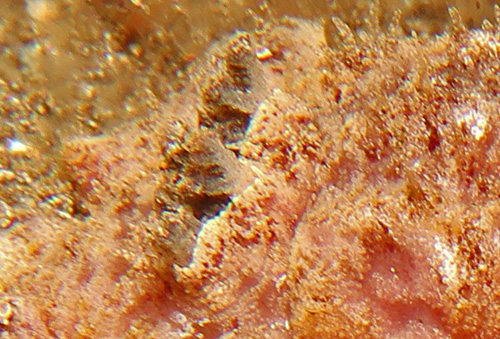 Otinodoris sp. #1: branchia, sheath