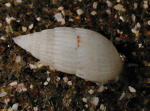 Otopleura mitralis