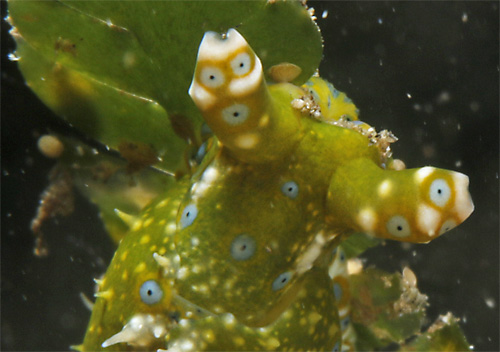 Oxynoe jordani: feeding, dorsal view