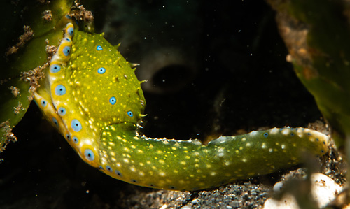 Oxynoe jordani: "tail" & foot