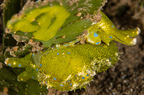 Oxynoe jordani: mating