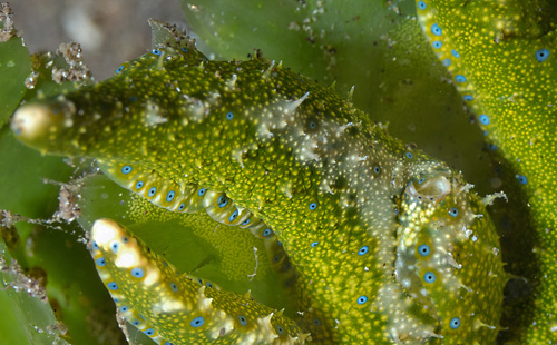 Oxynoe jordani: with eggs