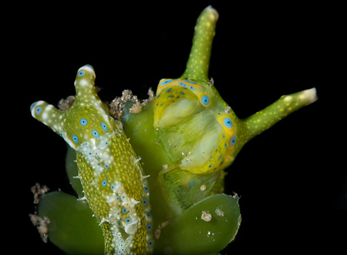 Oxynoe jordani: young & feeding