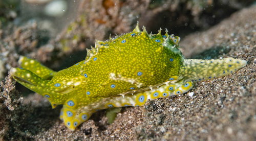 Oxynoe jordani: side, "tail" regenerating