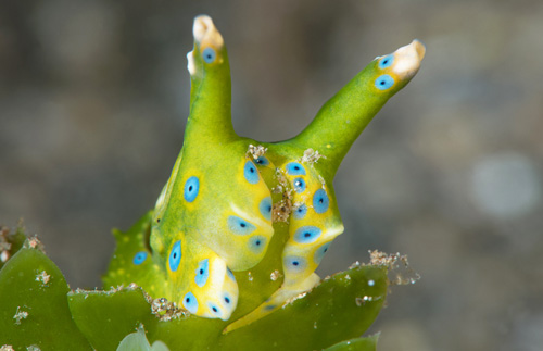 Oxynoe jordani: feeding sequence, before