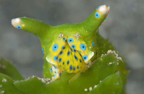 Oxynoe jordani: feeding sequence, during