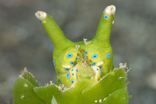 Oxynoe jordani: feeding sequence, after