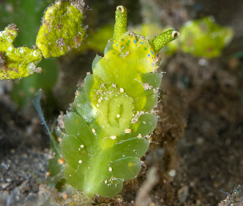 Oxynoe jordani: egg mass