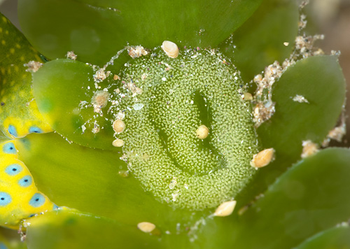 Oxynoe jordani: egg mass, detail