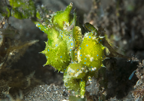 Oxynoe jordani: group