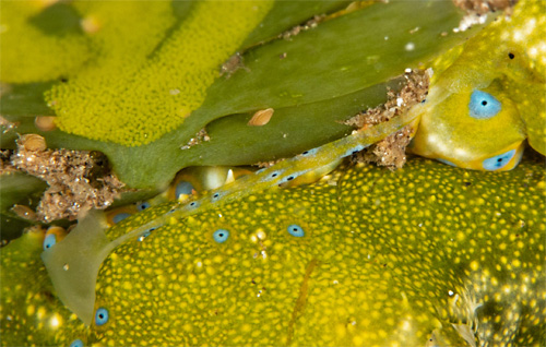 Oxynoe jordani: mating, detail