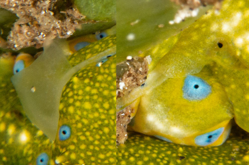 Oxynoe jordani: mating, composite detail