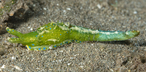 Oxynoe jordani: bi-colored "tail"