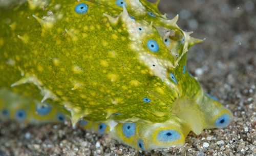 Oxynoe jordani: starting regeneration