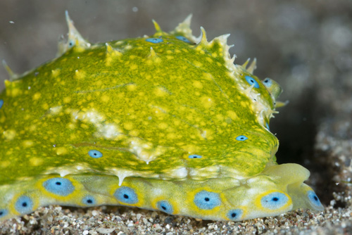 Oxynoe jordani: starting regeneration