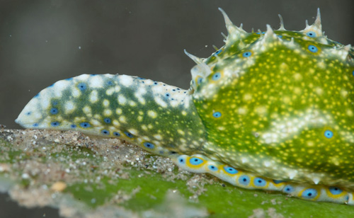 Oxynoe jordani: partial regeneration