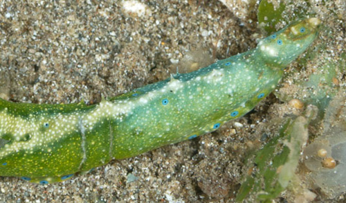 Oxynoe jordani: bi-colored "tail" top detail